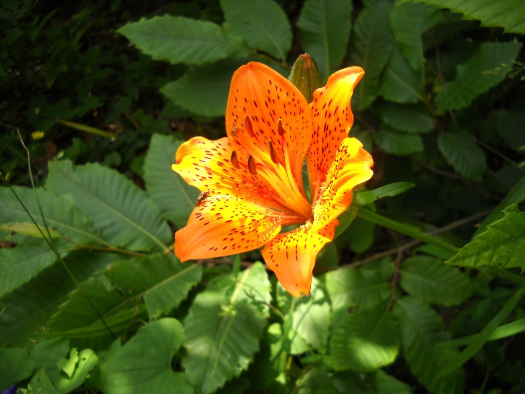 che giglio ? Lilium bulbiferum